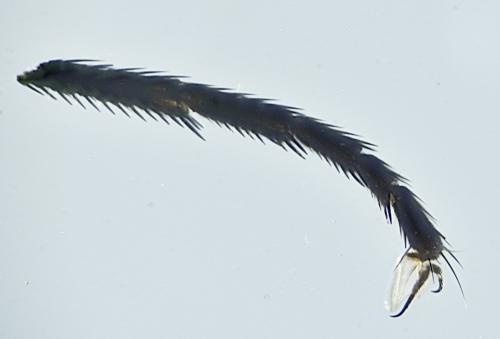 Delia platura